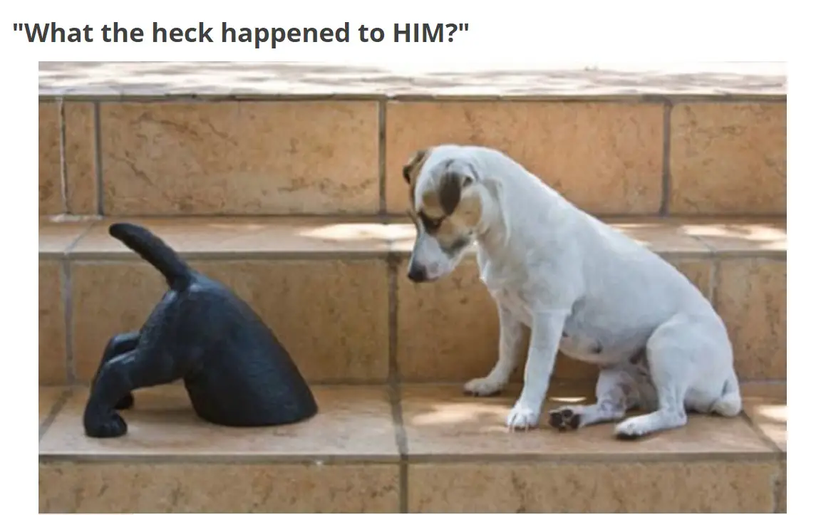 A jack russell dog sitting on the stairs while looking at the statue of the half lower body of the dog photo with text - What the heck happened to him?
