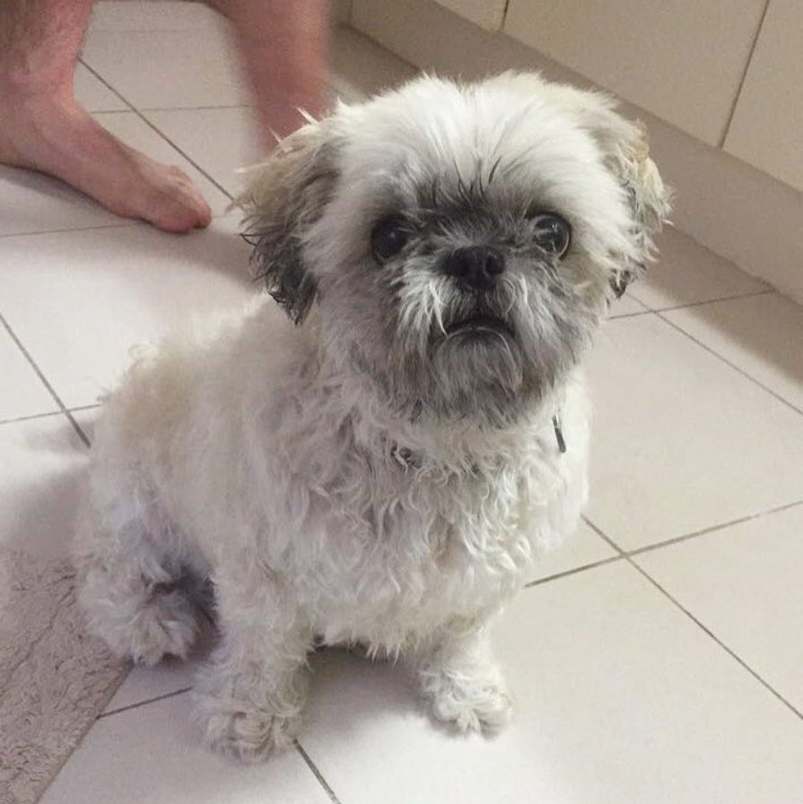 Peke-A-Tzu sitting on the floor