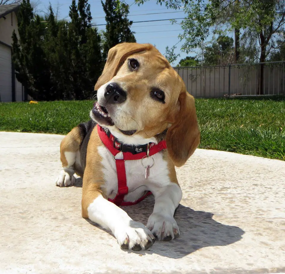 A Beagle lying on top of the pavement while tilting its head