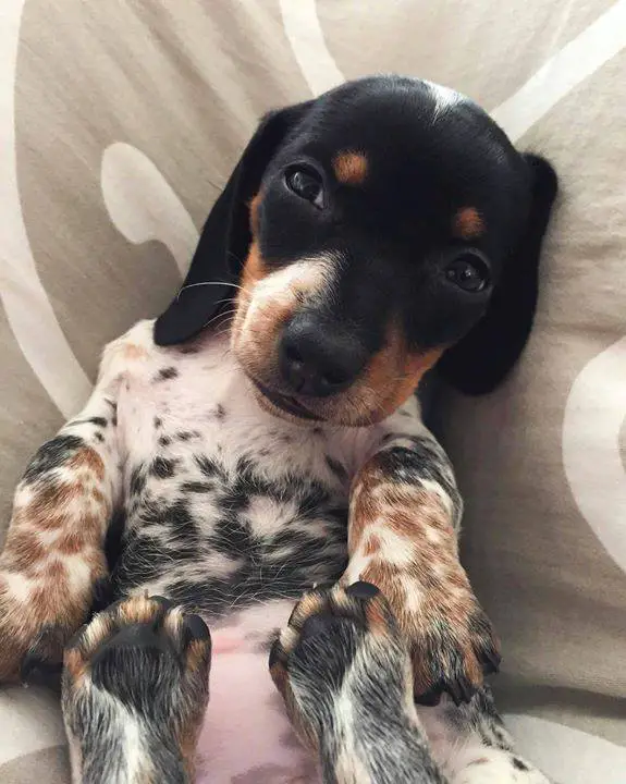 A Dachshund puppy lying on the bed