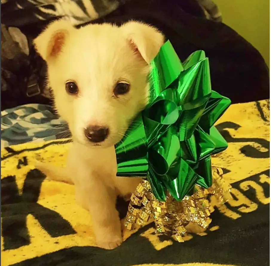 A Husky Golden Retriever mix puppy sitting on the bed wearing a large green gift ribbon