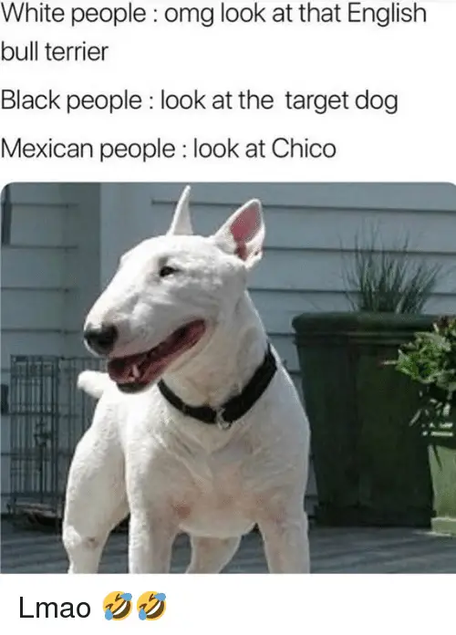 photo of a Bull Terrier outdoors with a convo text 
