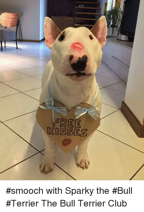 Bull Terrier with a kiss mark on its face while wearing a heart carboard with a message 