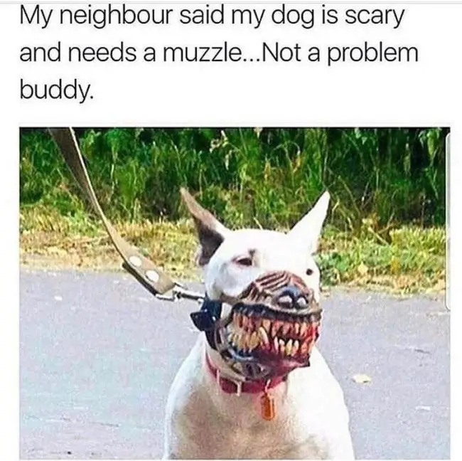Bull Terrier wearing a scary muzzle photo with a text 