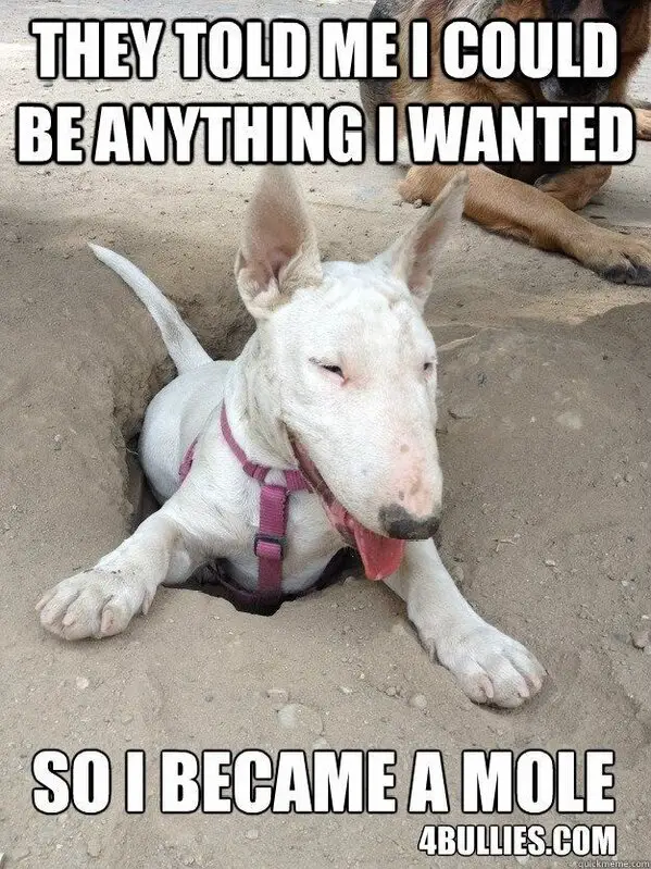 Bull Terrier on a dug hole in the sand with a text 