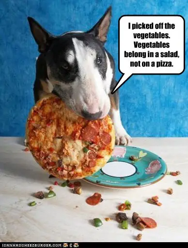 Bull Terrier eating pizza with a text 