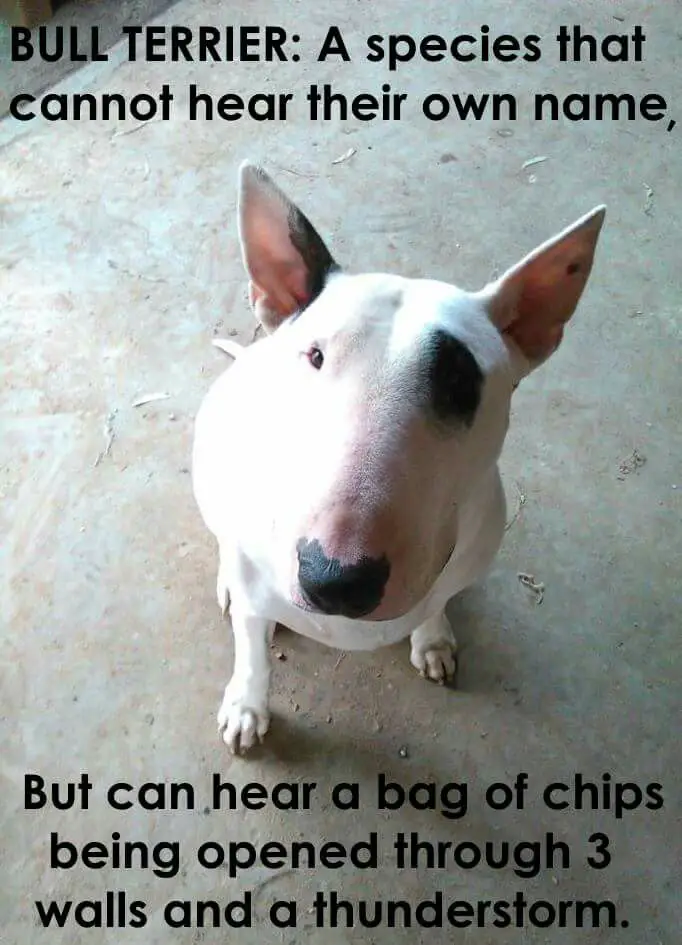 Bull Terrier sitting on the floor photo with a text 