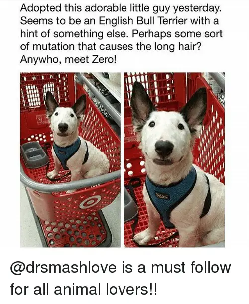 Jack Russell sitting on the shopping cart with a text 