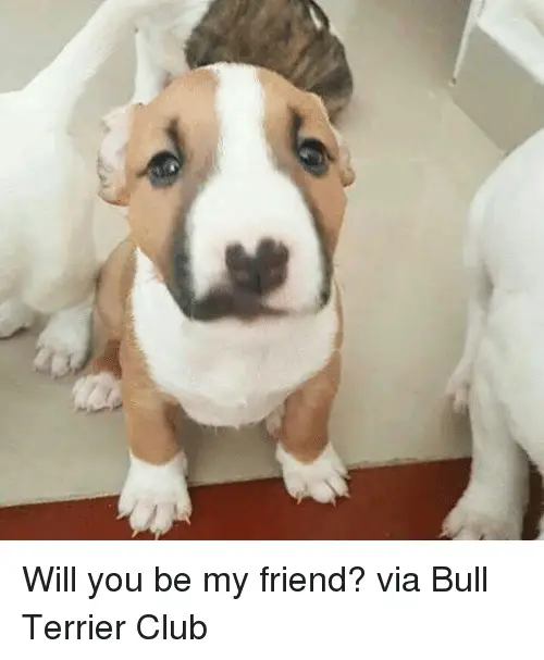 Bull Terrier puppy sitting on the floor with a text 