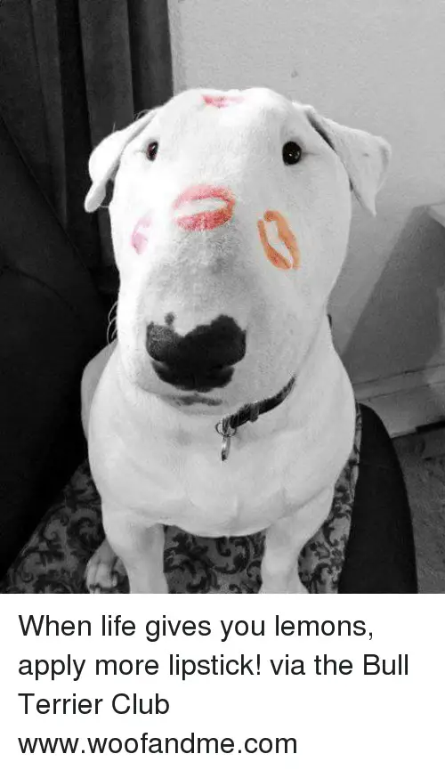Bull Terrier with kiss marks on tis face and a text 