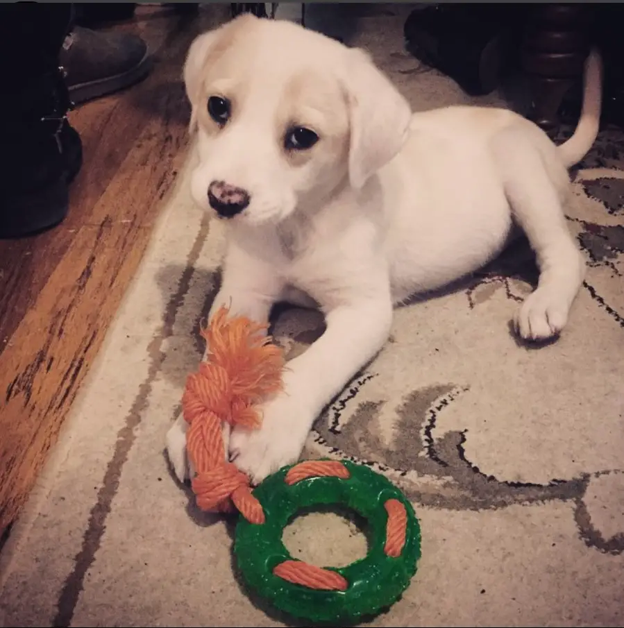 white Beagador puppy lying on the carpet with its chew toy