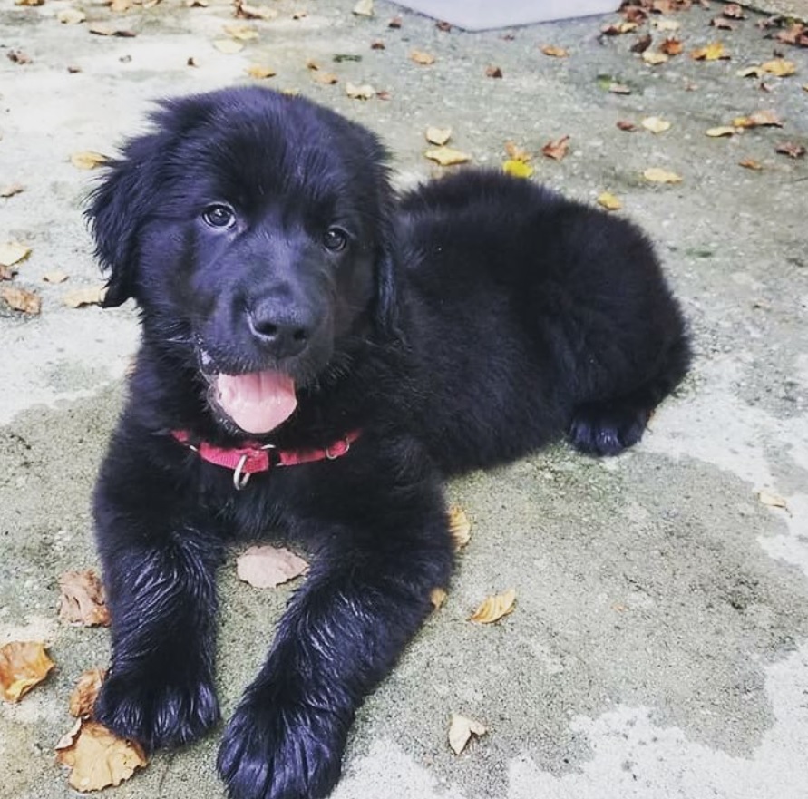 A Black Golden Retriever puppy lying on the pavement