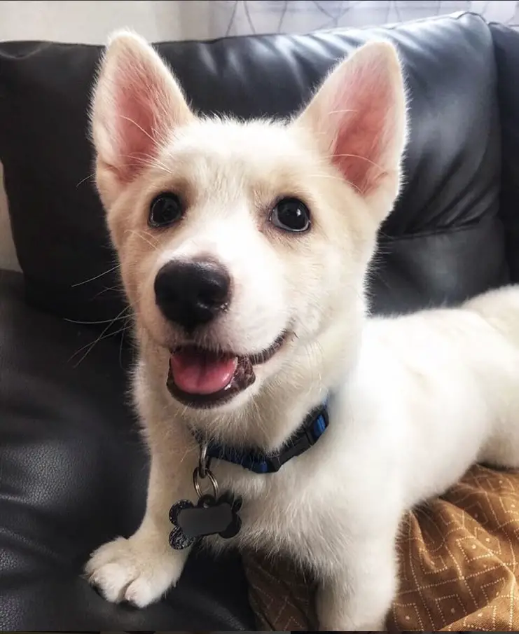smiling white Horgi puppy standing on the couch while looking up