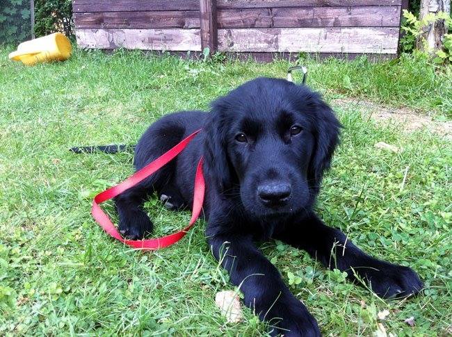 A black Flat-Coated Retriever puppy lying on the grass