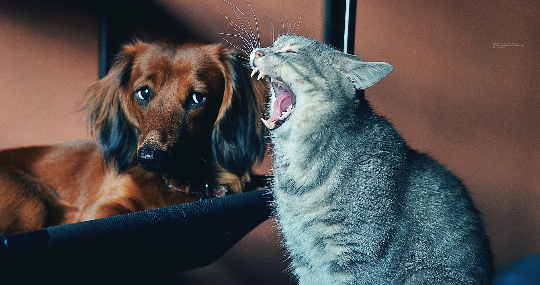 A Dachshund lying on its bed with a cat yawning next to him