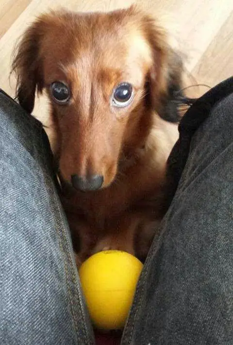 A Dachshund in between the legs of a person with its begging face and a ball