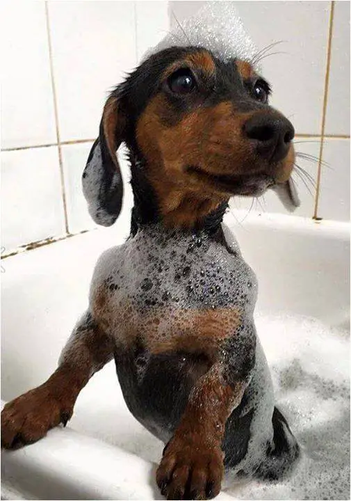 A Dachshund covered in bubbles while inside the bathtub