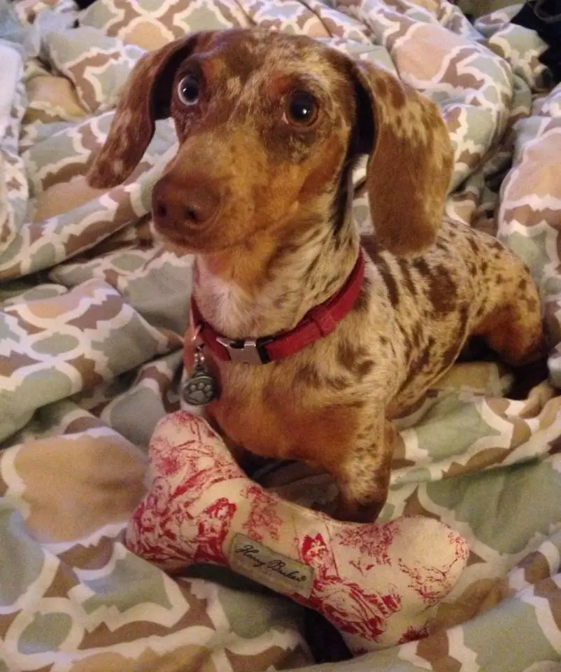 A Dachshund lying on the bed while staring with its begging eyes