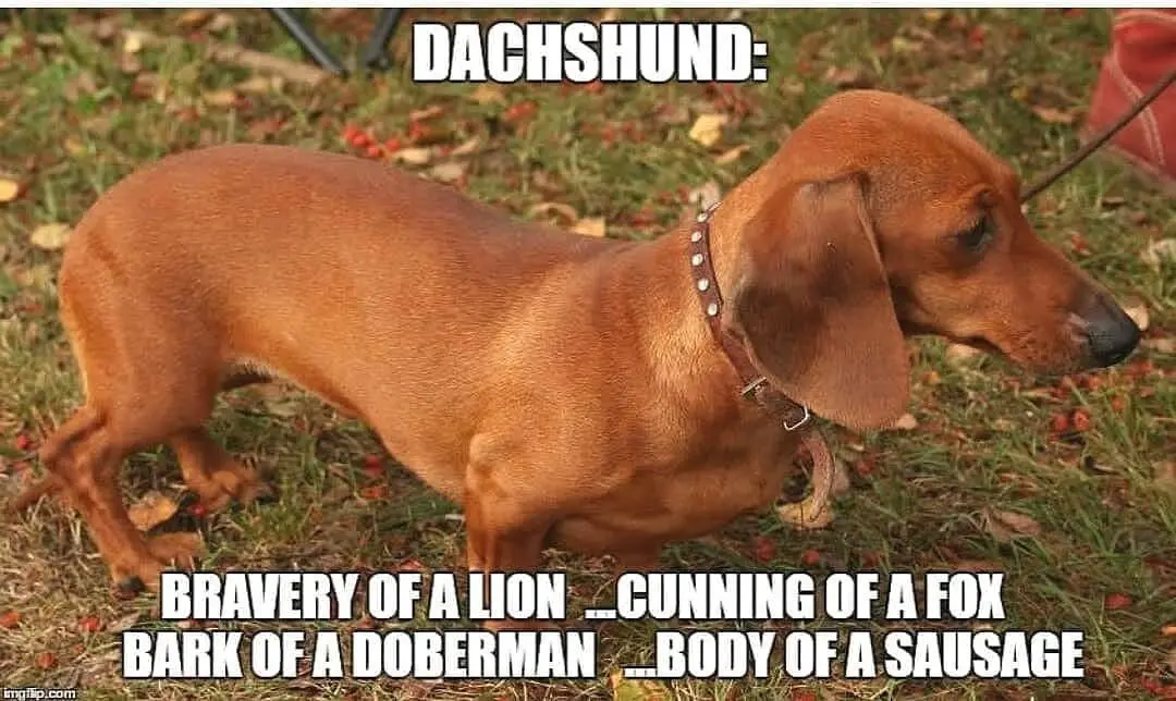 Dachshund walking on the grass photo with a text -Bravery of a lion, cunning of a fox, bark of a doberman, body of a sausage 