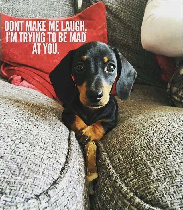 A Dachshund lying in between the couch photo with text - Don't make me laugh, I'm trying to be mad at you.
