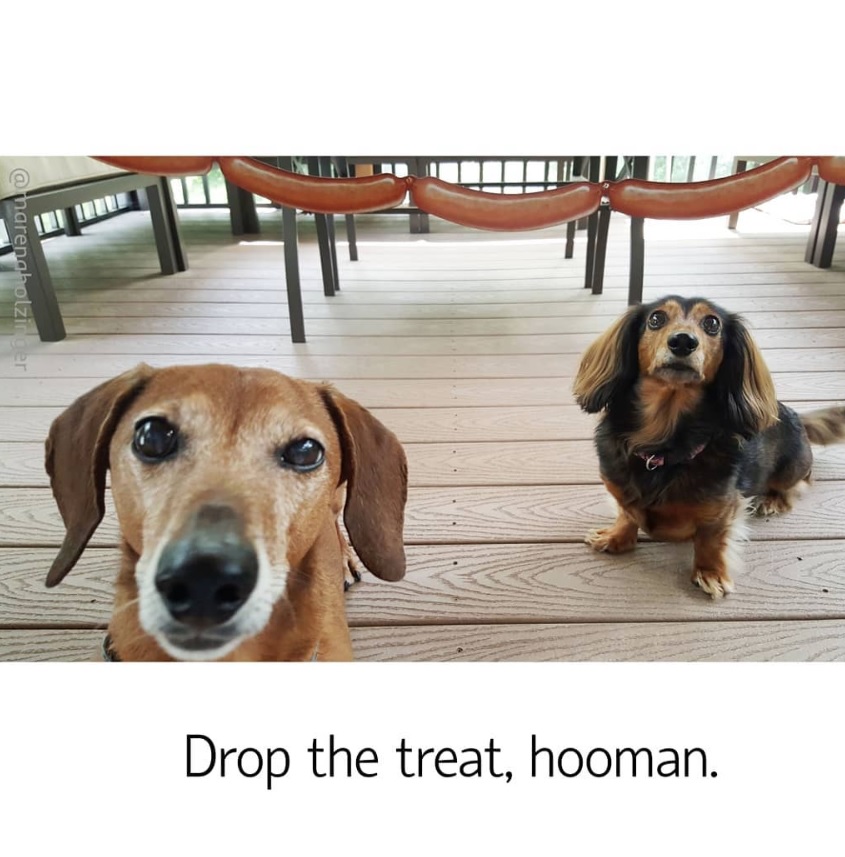 two Dachshund sitting on the floor with their begging faces photo with text-Drop the treat hooman 