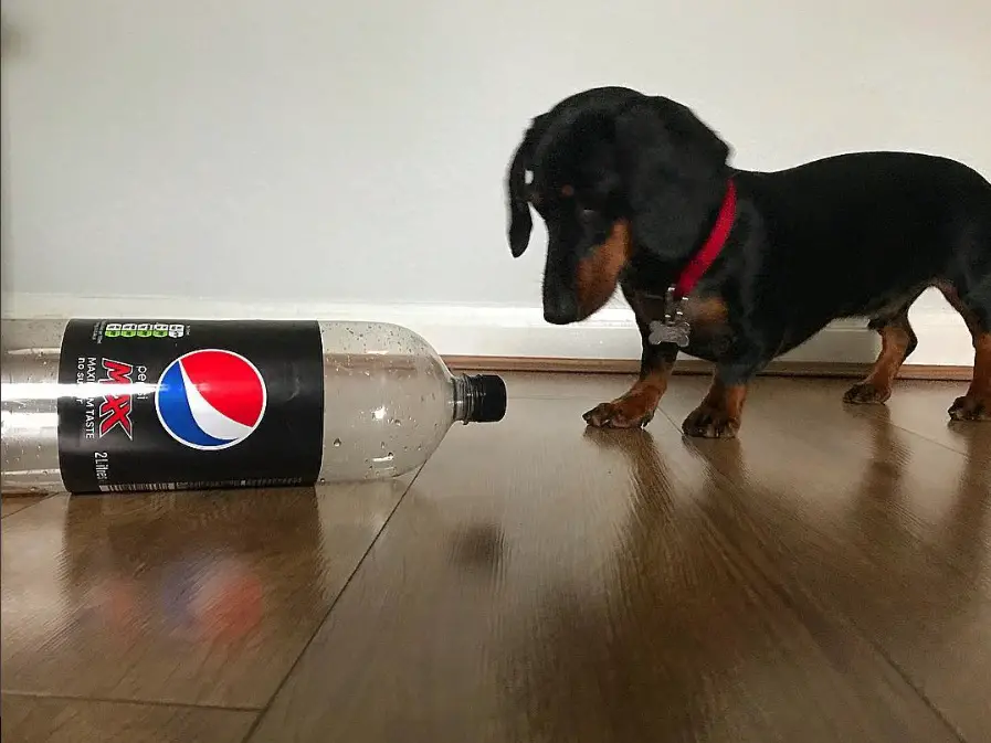 Dachshund standing on the floor while staring at the bottle of Pepsi