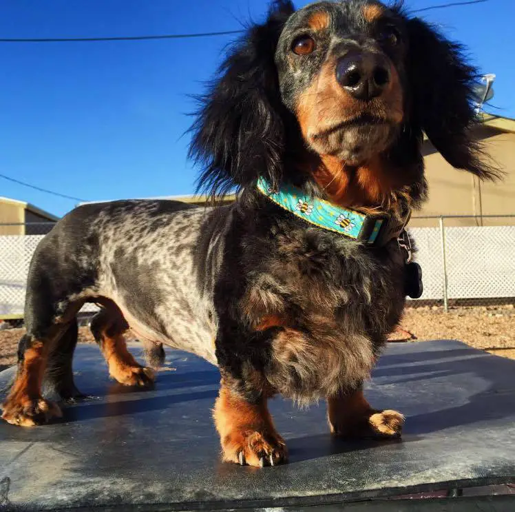A Dachshund standing on top of the table while under the sun
