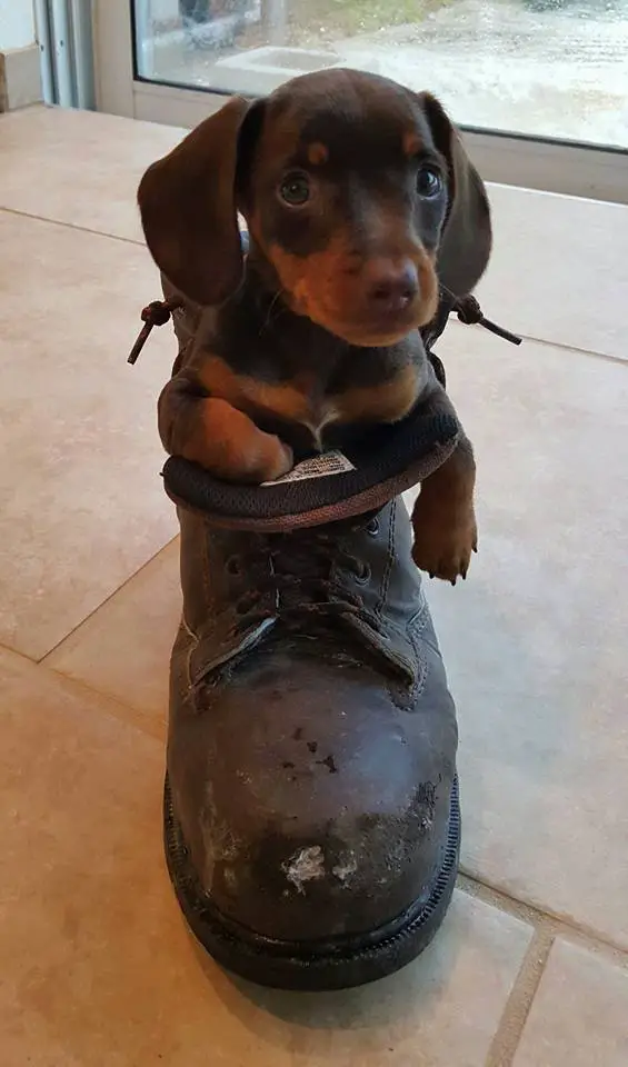 A Dachshund puppy inside the boot