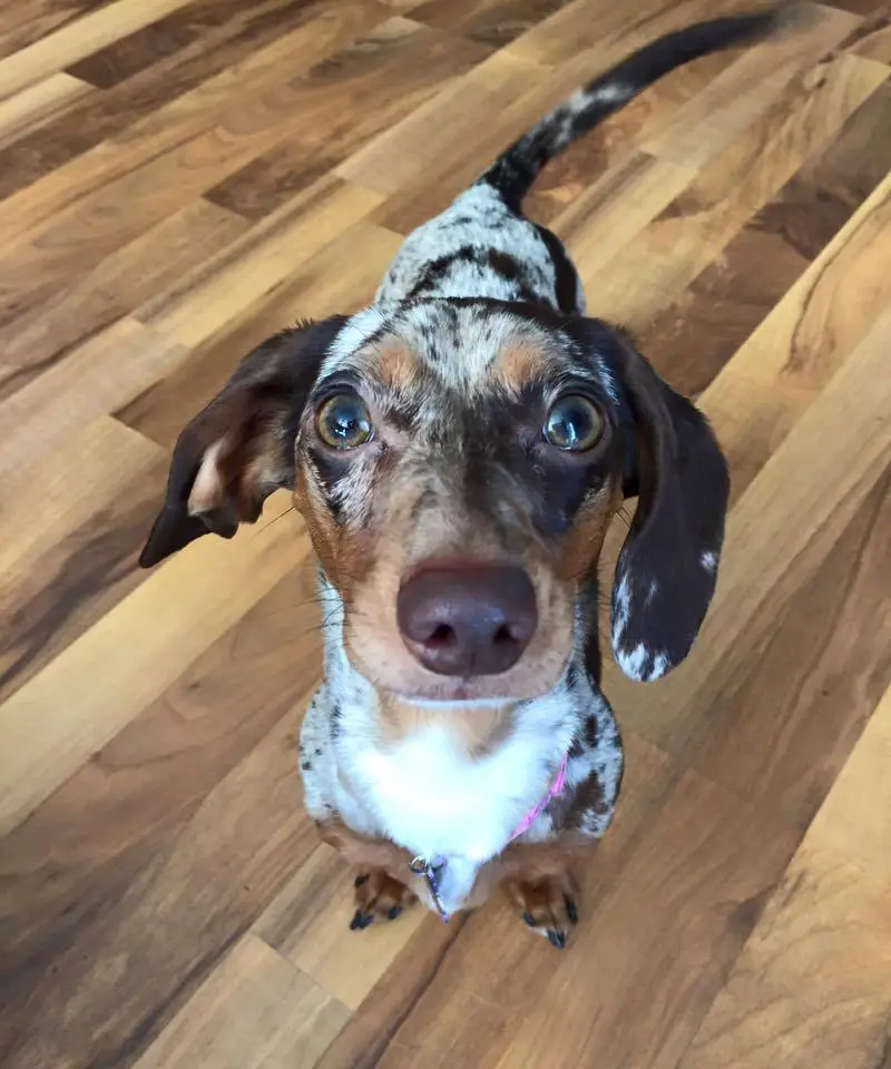 A Dachshund standing on the floor with its begging face