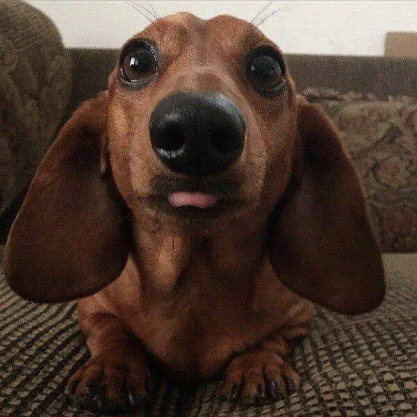 a brown Dachshund lying on the couch with its begging face
