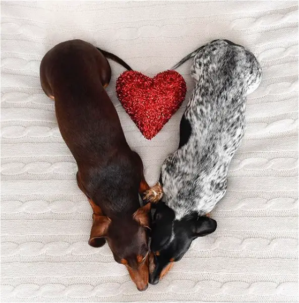 two Dachshund lying on the bed forming a heart shape with a red heart pillow in between them