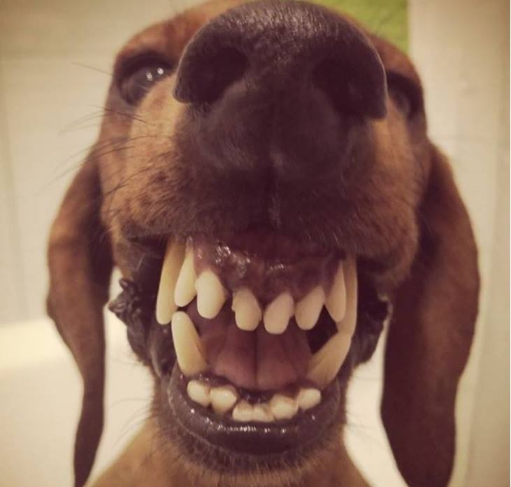 close up photo of a smiling Dachshund