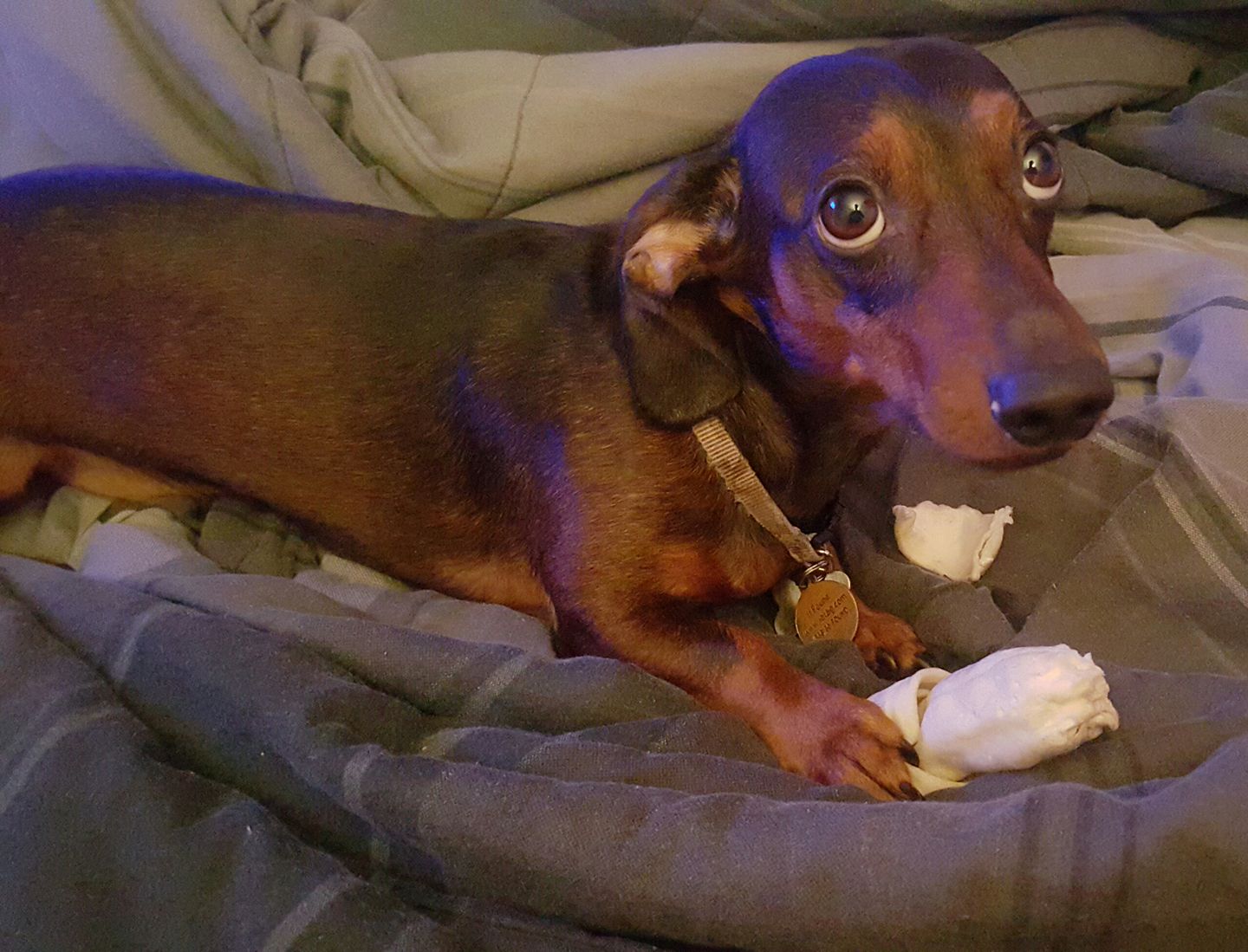A Dachshund lying on the bed with a food