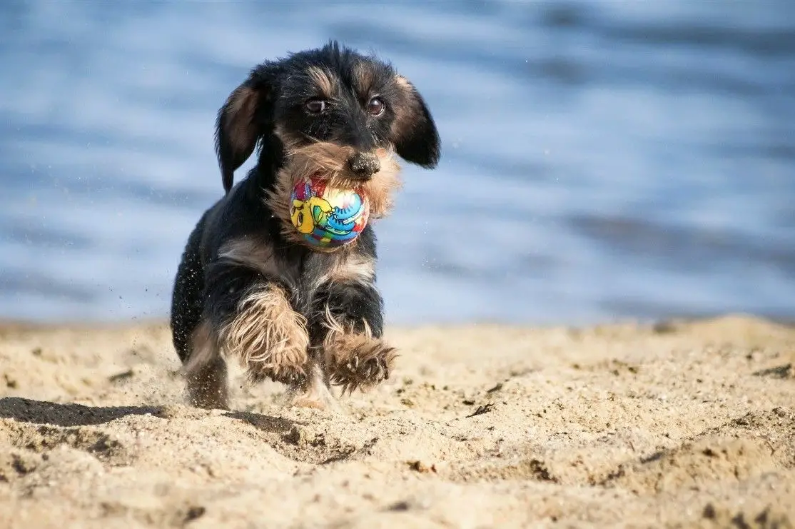 A Dachshund running in the sand with ball in its mouth at the beach