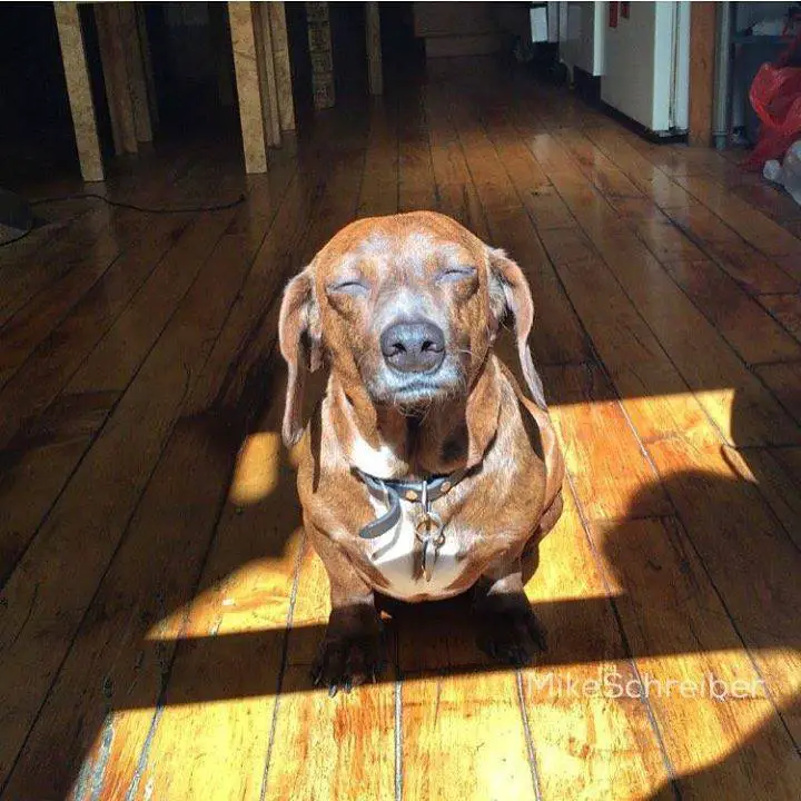 A brown Dachshund sitting on the floor under the sun with its eyes close