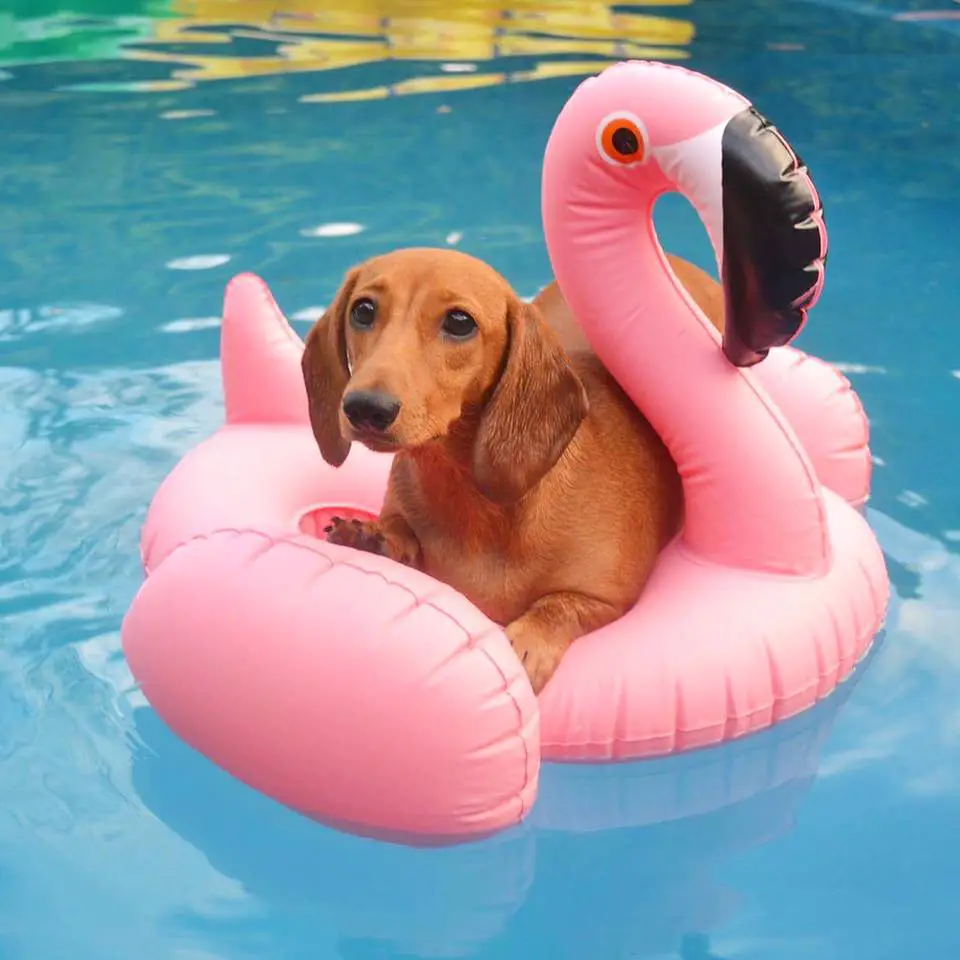 A Dachshund lying on top of a flamingo floatie floating in the pool
