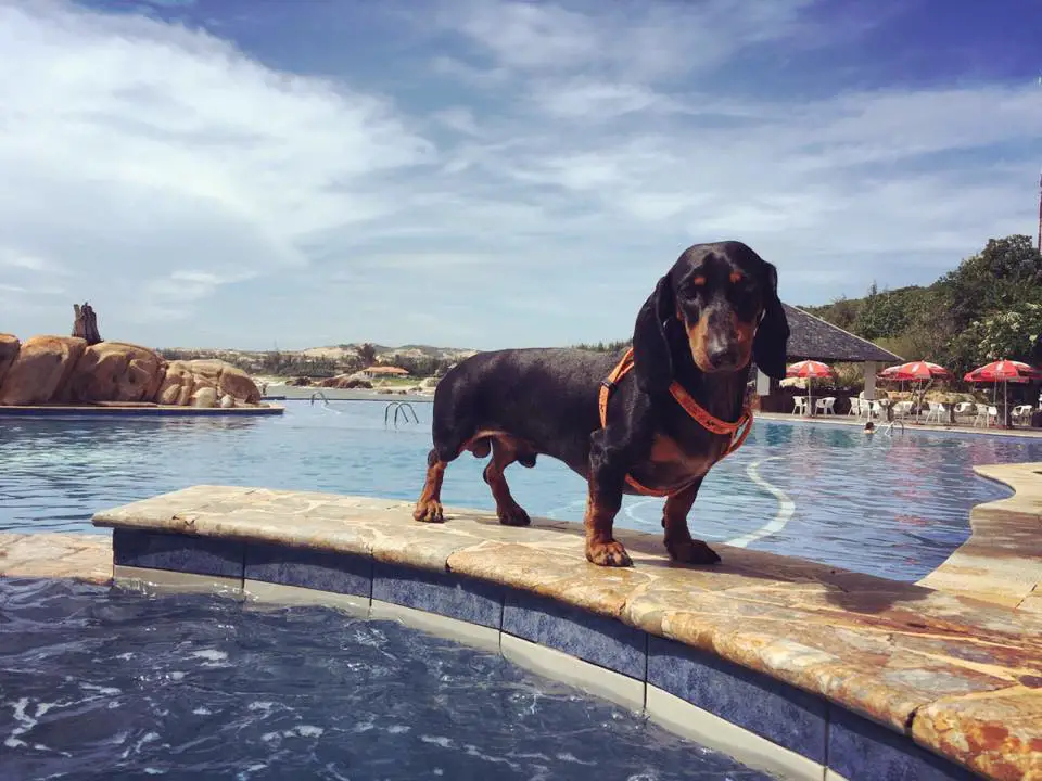A Dachshund standing on the pool side