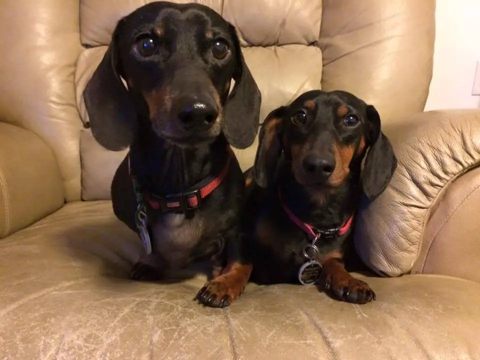 two Dachshund lying on the chair