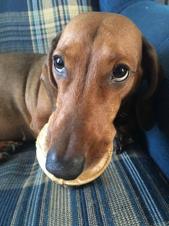 A Dachshund lying on the couch with a food in its mouth