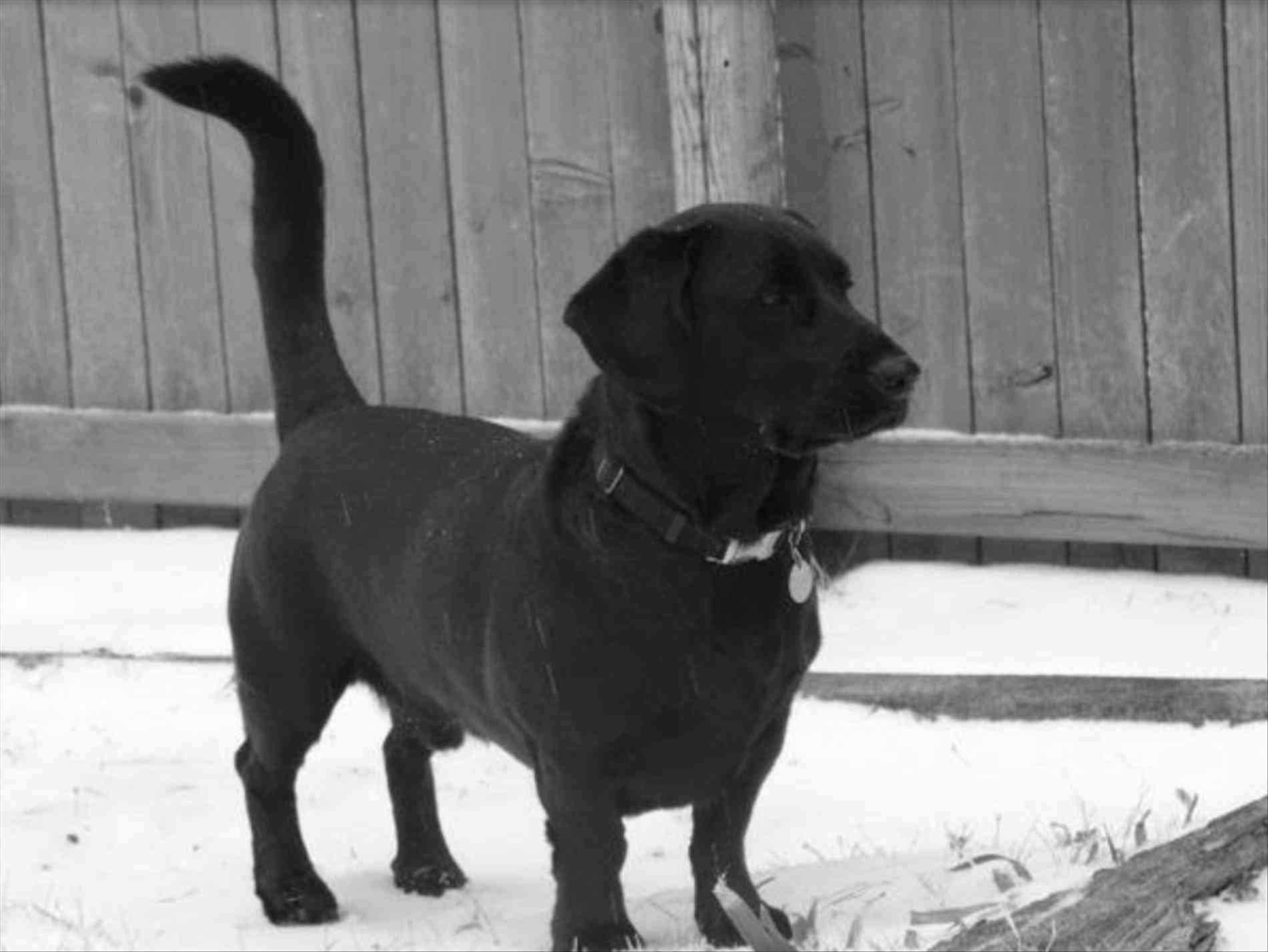 A black Dachsador standing in snow in the yard