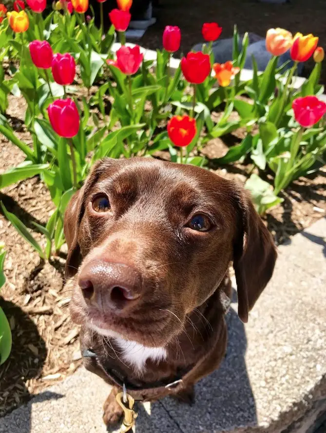 A Dachsador sitting on top of the tulip flowers bed under the sun with its adorable face