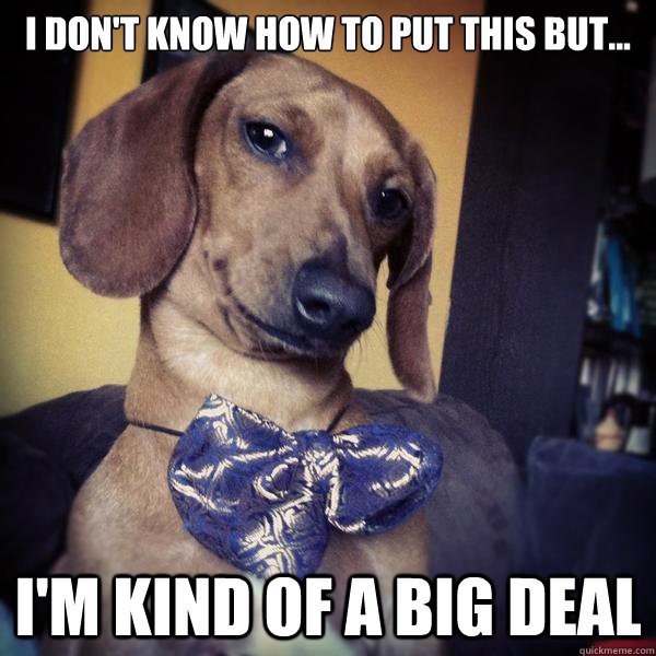 Dachshund sitting on the couch while staring sideways photo with caption -