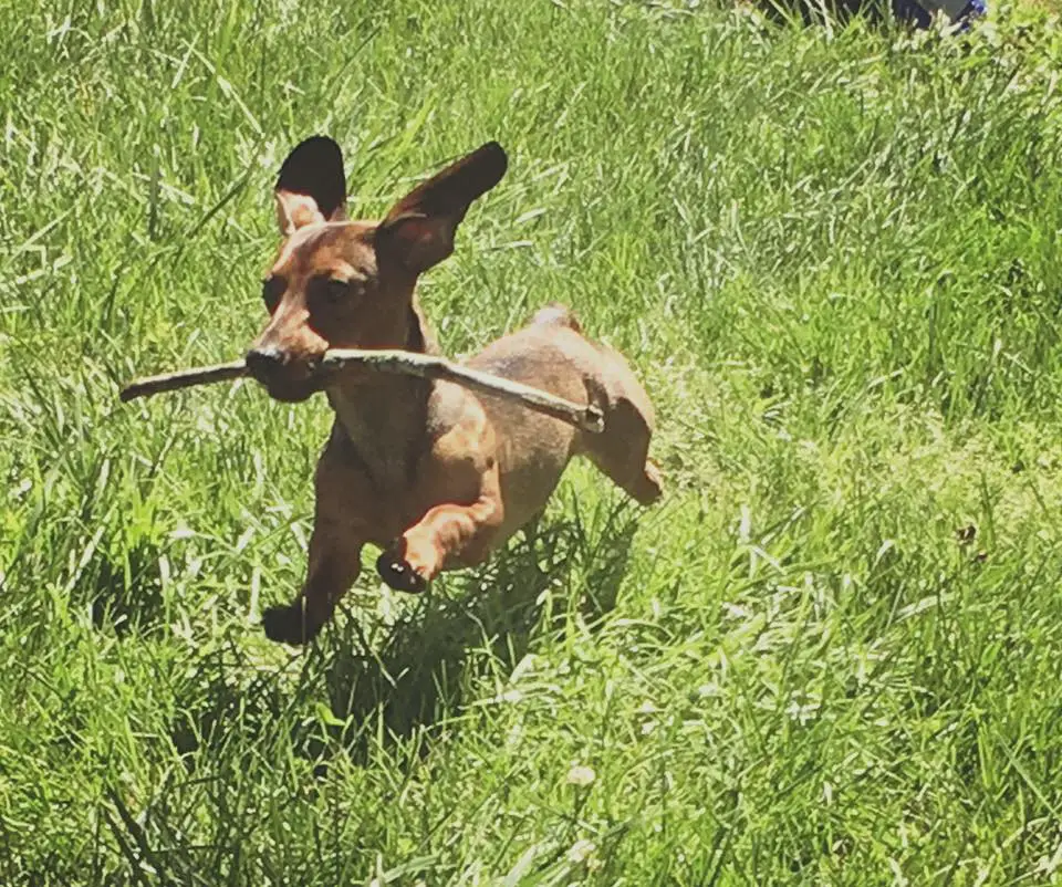 A Dachshund running in the grass with a stick in its mouth