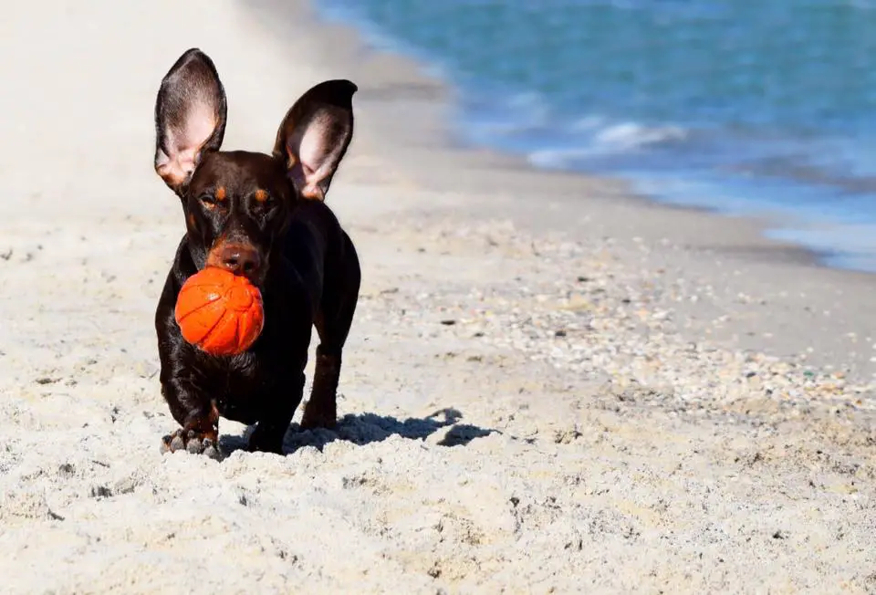 A Dachshund running by the seashore while holding a ball with its mouth