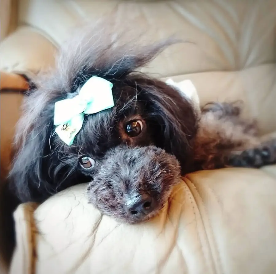 A black Doodle wearing a cute ribbon on top of its head while lying on the couch