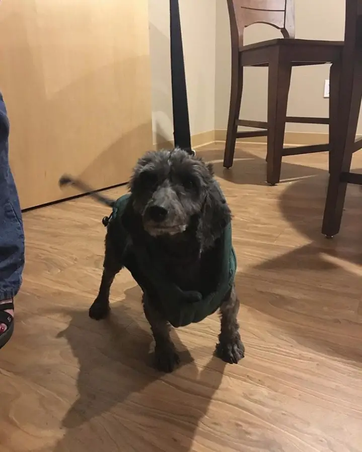 A Doxiepoo wearing a green vest while walking on the floor