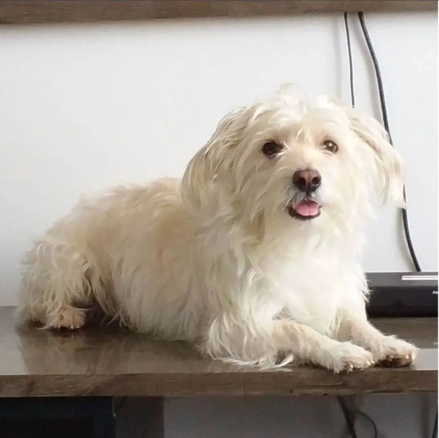 A white Dachshunddoodle lying on top of the table