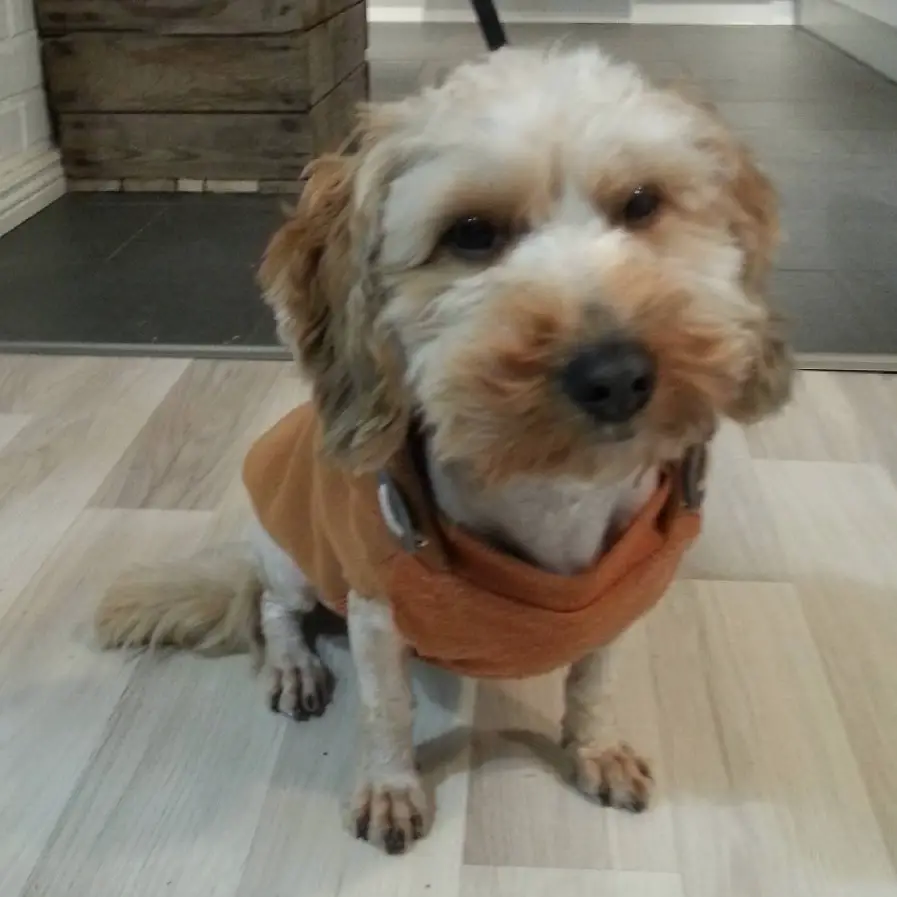 A Doxiepoo wearing a sweater while sitting on the floor