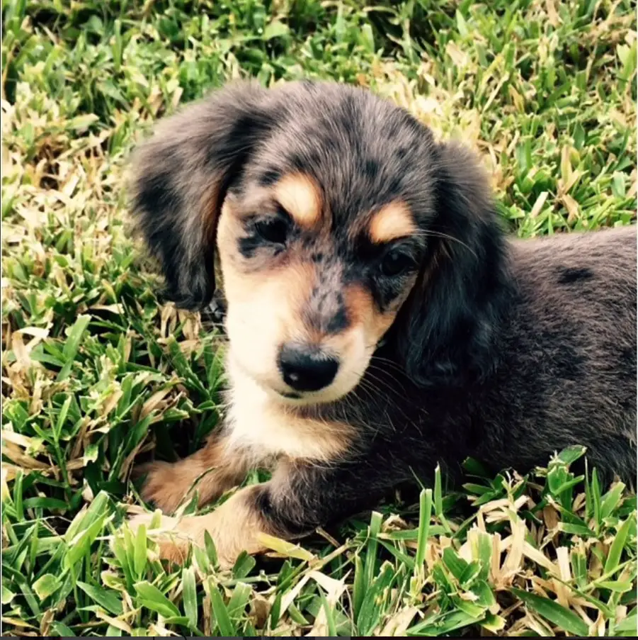 A Doxiepoo puppy lying on the grass