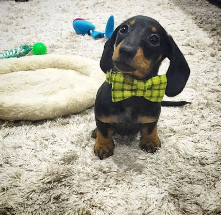 A Dachshund wearing a large yellow bow tie while sitting on the carpet